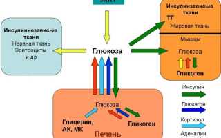 Нормы уровня сахара в крови