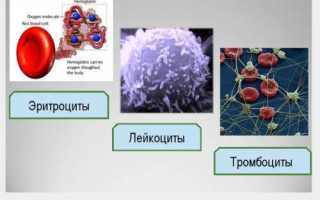 Hct что это такое в крови норма