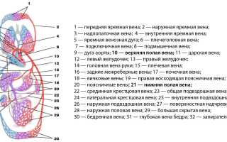 Сегменты нижней полой вены