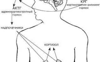 Актг гормон что показывает у женщин