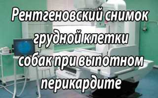 Гидроперикард у собаки лечение