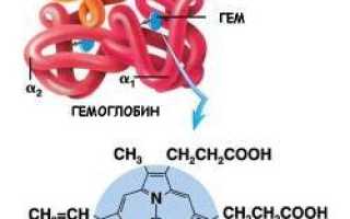 Функцией гемоглобина является