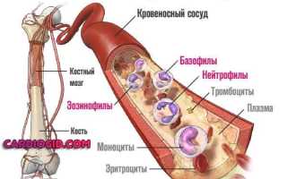 Гранулоциты повышены при беременности