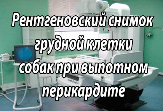 Гидроперикард у собаки лечение