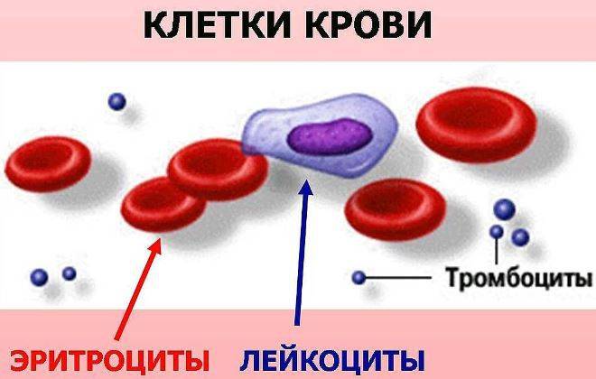 Где вырабатываются тромбоциты