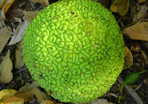 адамово яблоко применение в народной медицине