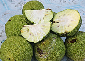 способы применения адамового яблока для лечения суставов