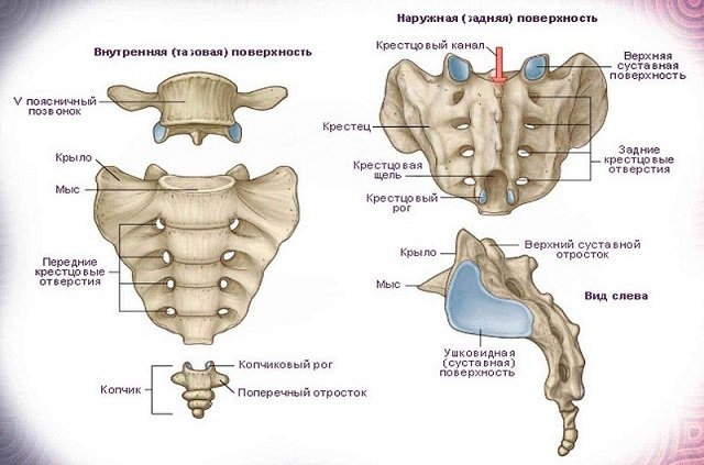 Таково анатомическое строение рудиментарной кости – копчика