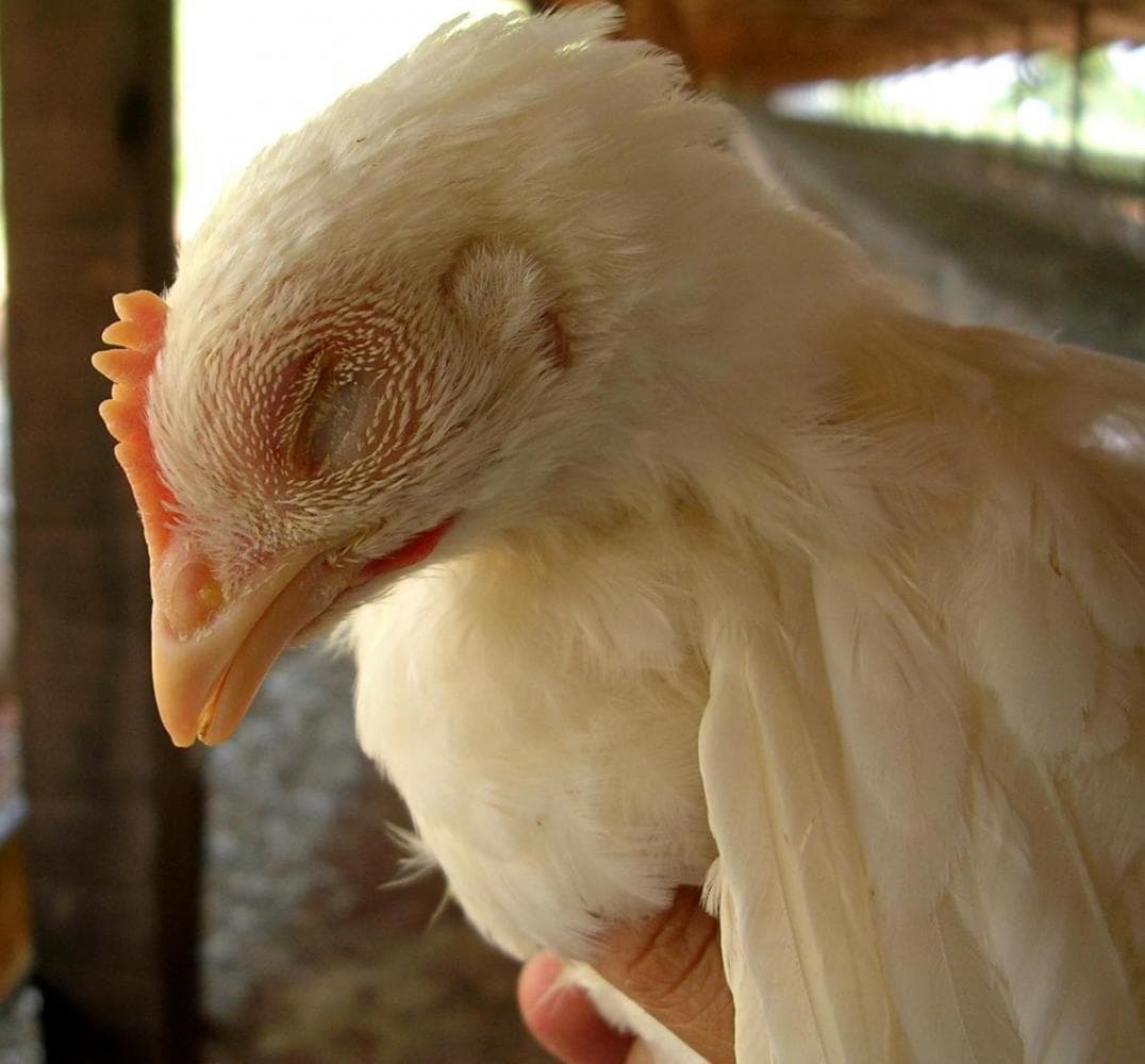 Микоплазмоз