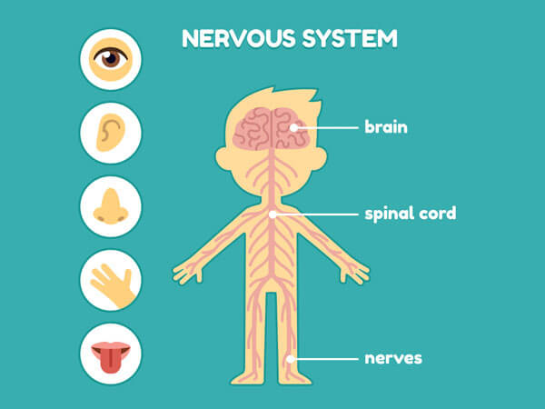 Почему болит спина после остеопата