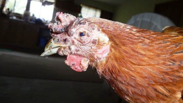 Куриная оспа