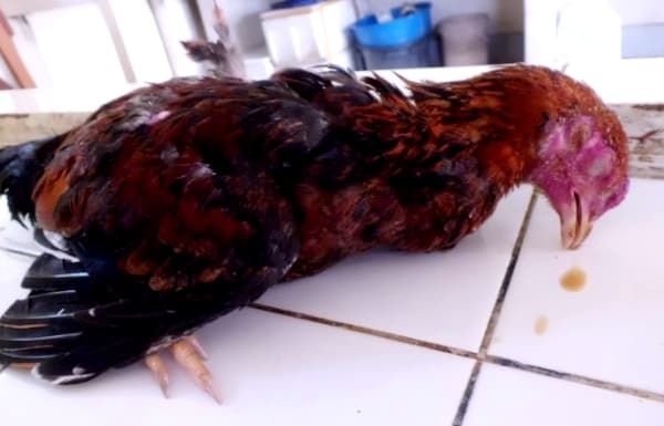 Болезнь Ньюкасла