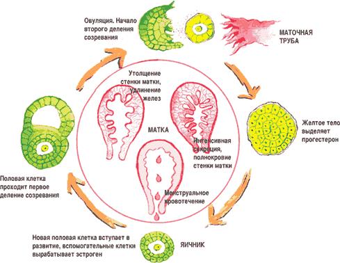 Если после выскабливания болит спина