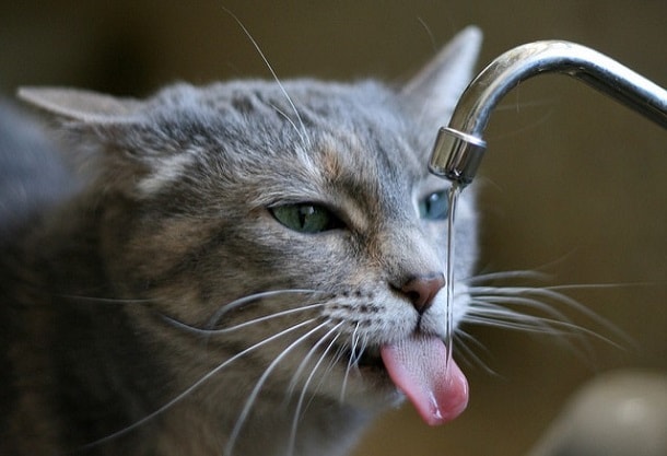 охлаждается в жару вода из крана