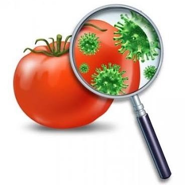 Болит желудок озноб болит голова